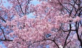 樱花校园最新大爆料下载,独家爆料带你领略青春风采