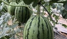 400w网红吃瓜,400万网红揭秘娱乐圈吃瓜大事件